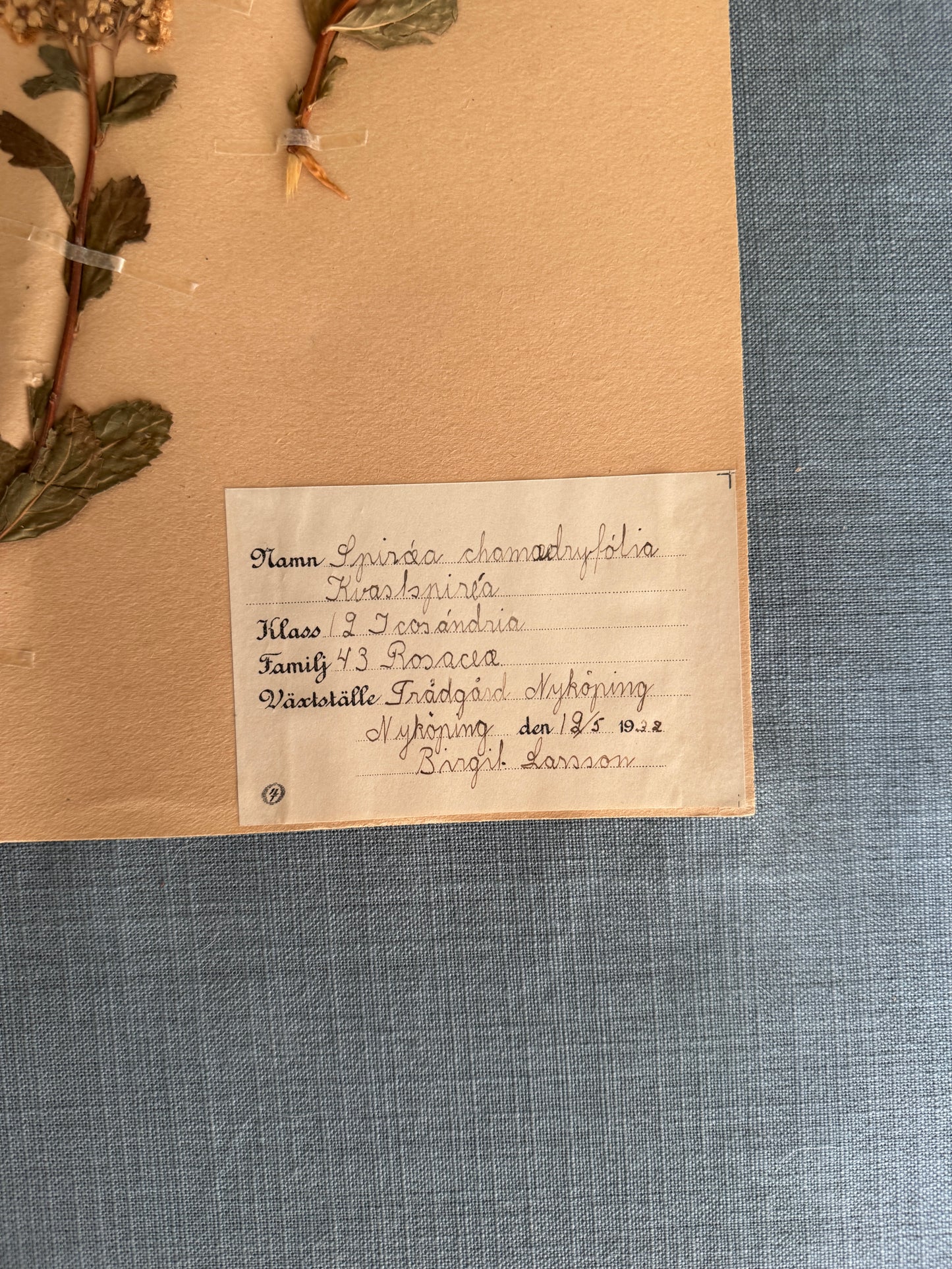 Antique Herbarium Page - Meadowsweet