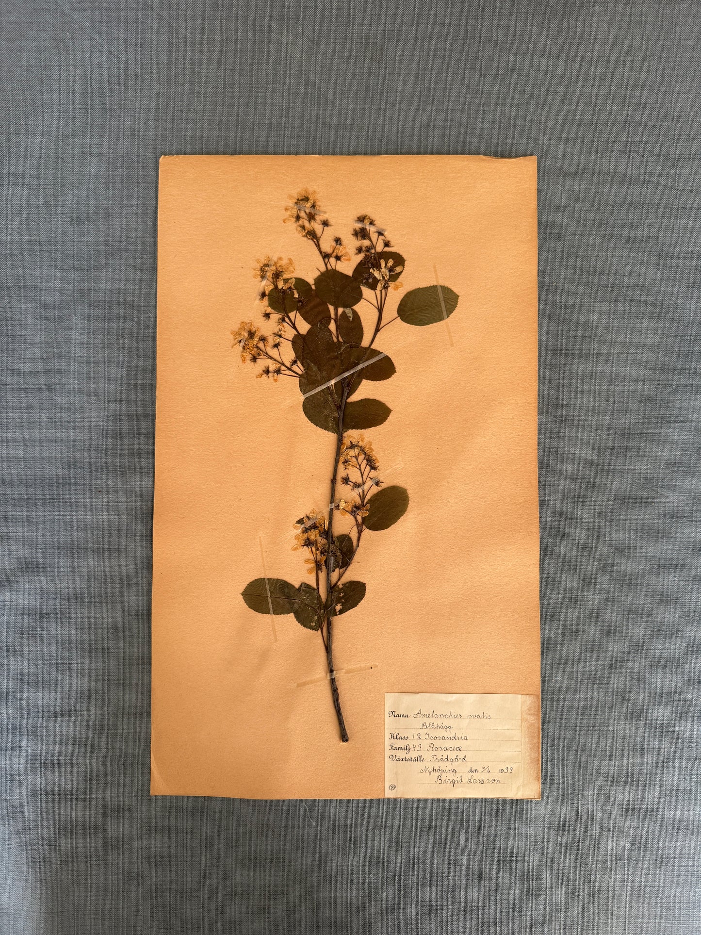 Antique Herbarium Page - Snowy Mespilus