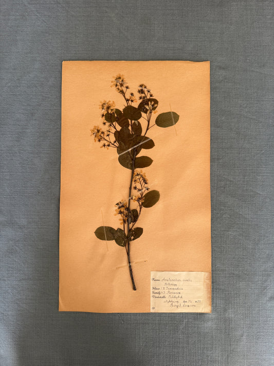 Antique Herbarium Page - Snowy Mespilus