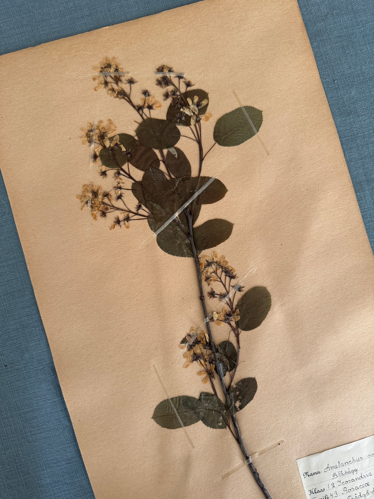 Antique Herbarium Page - Snowy Mespilus