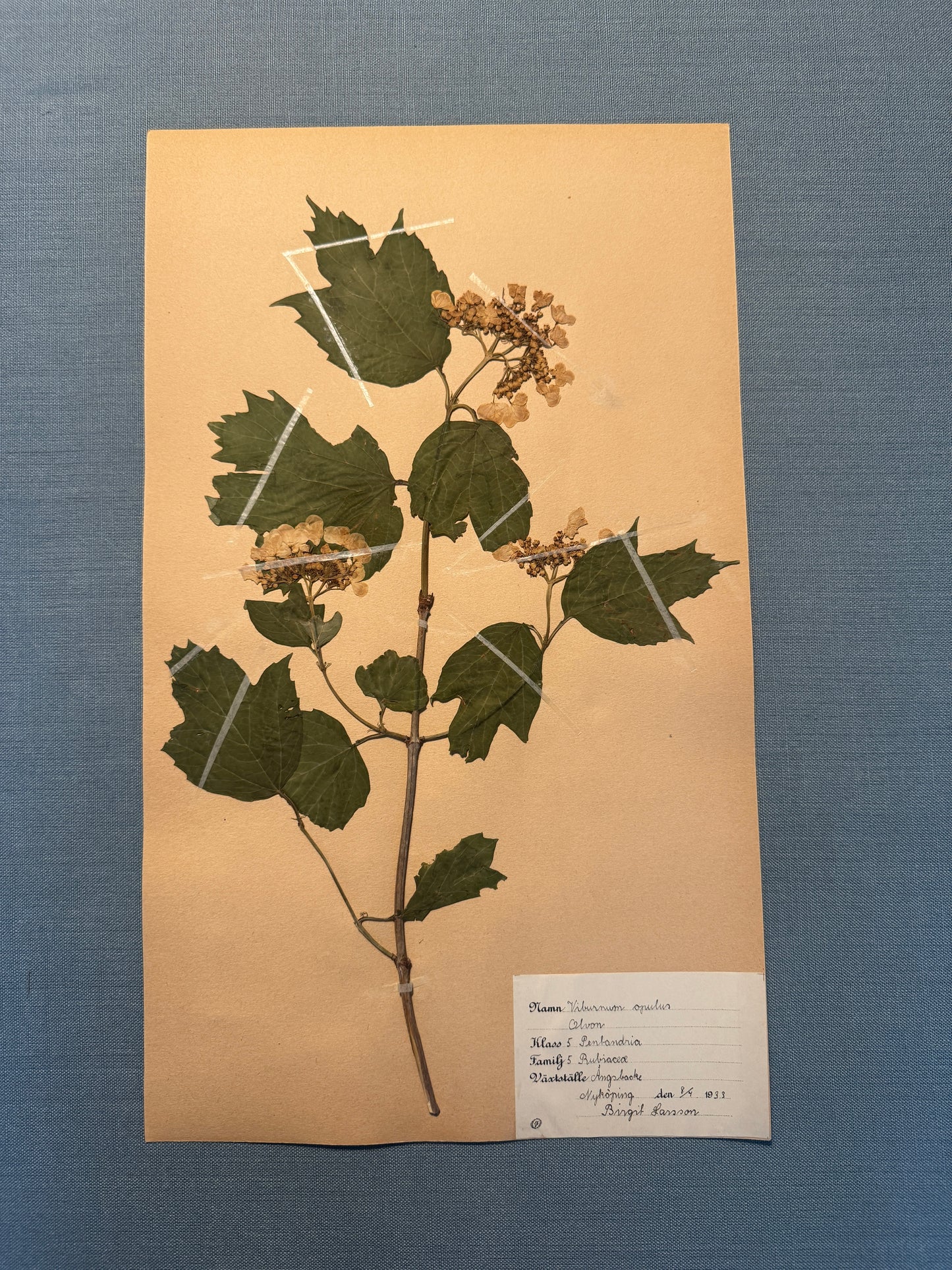 Antique Herbarium Page - Guelder Rose