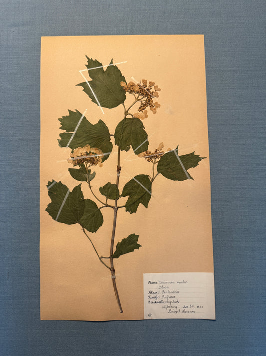 Antique Herbarium Page - Guelder Rose
