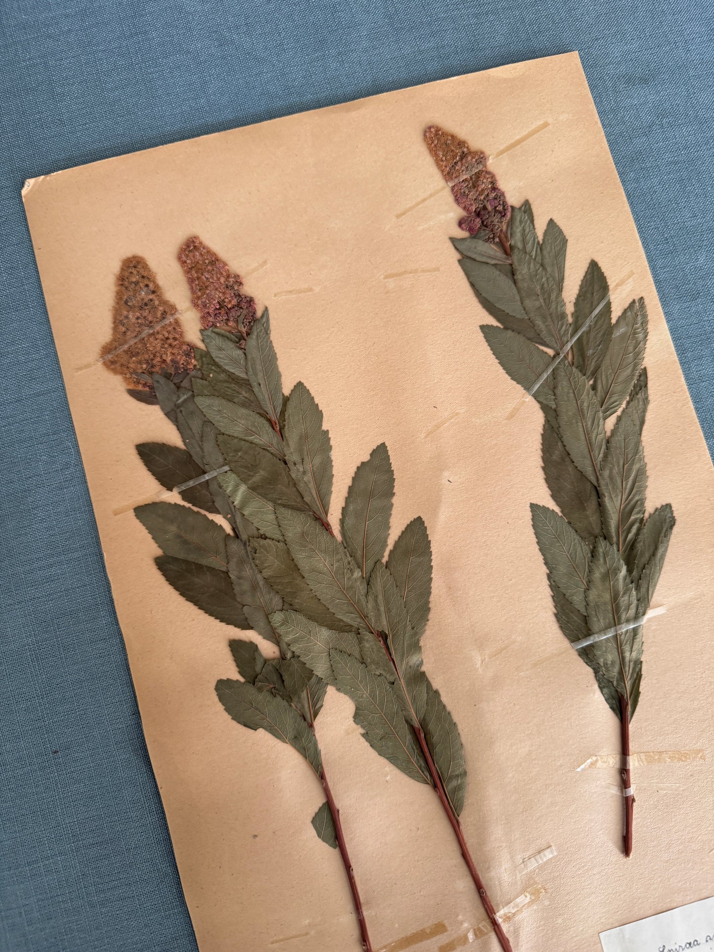 Antique Herbarium Page - Bridewort