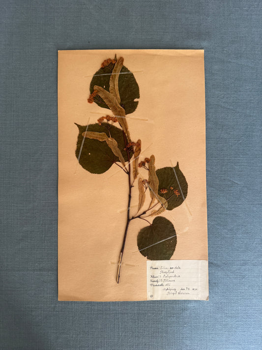Antique Herbarium Page - Lime Tree
