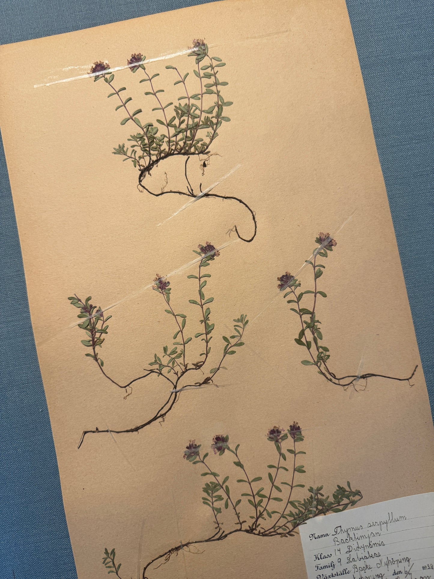 Antique Herbarium Page - Wild Thyme