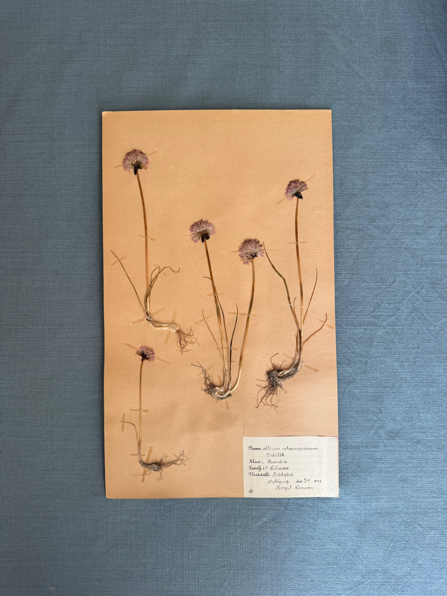 Antique Herbarium Page - Chives