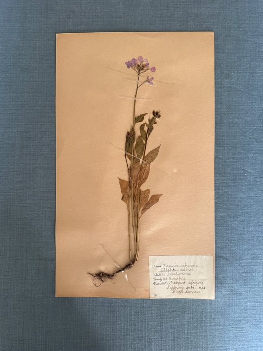 Antique Herbarium Page - Dames Rocket