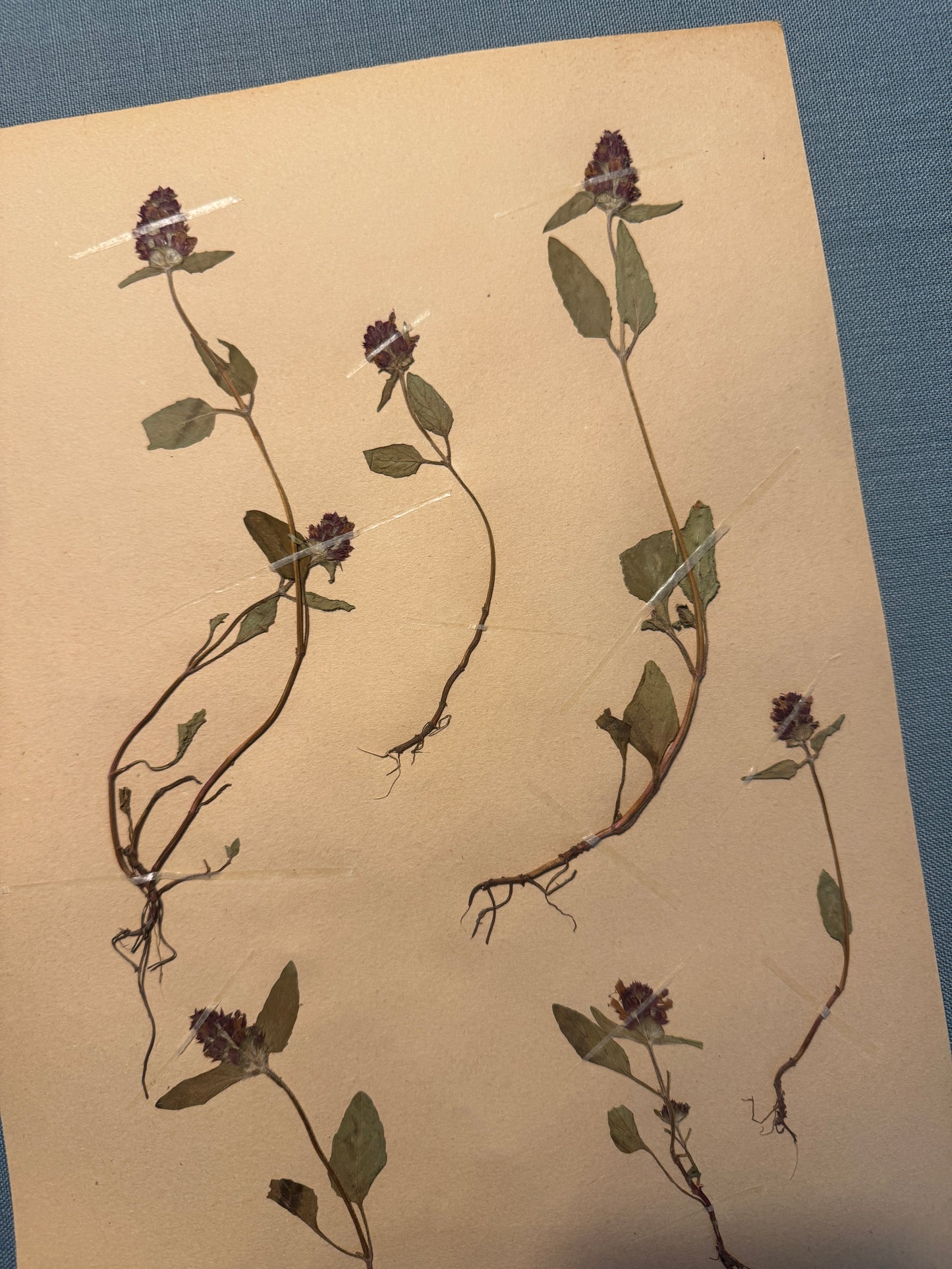 Antique Herbarium Page - Selfheal