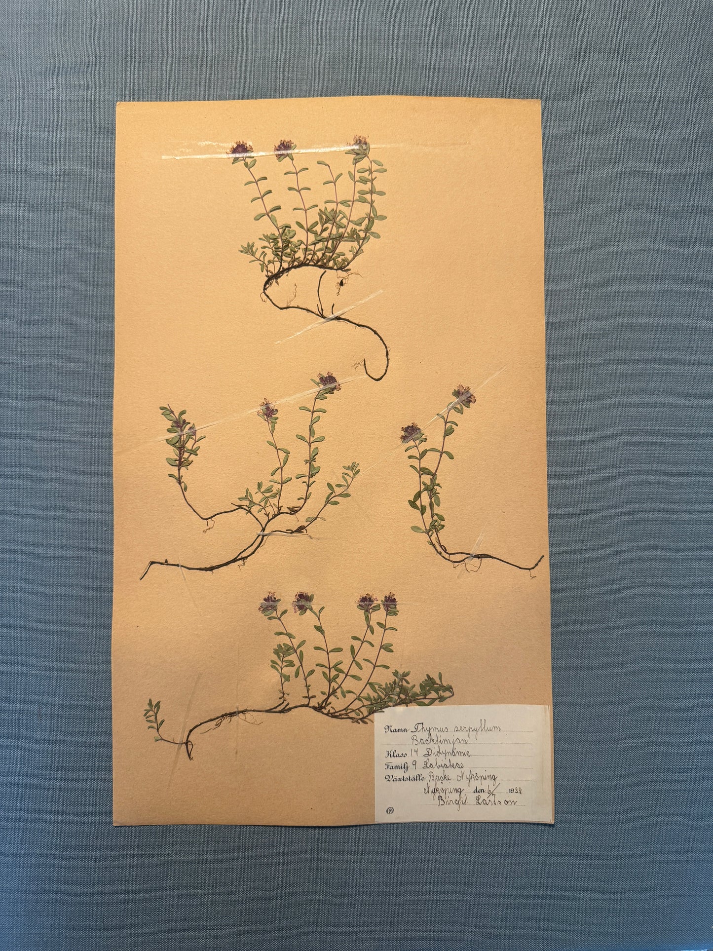 Antique Herbarium Page - Wild Thyme