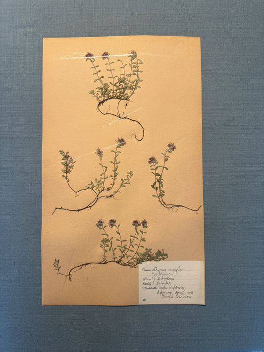 Antique Herbarium Page - Wild Thyme