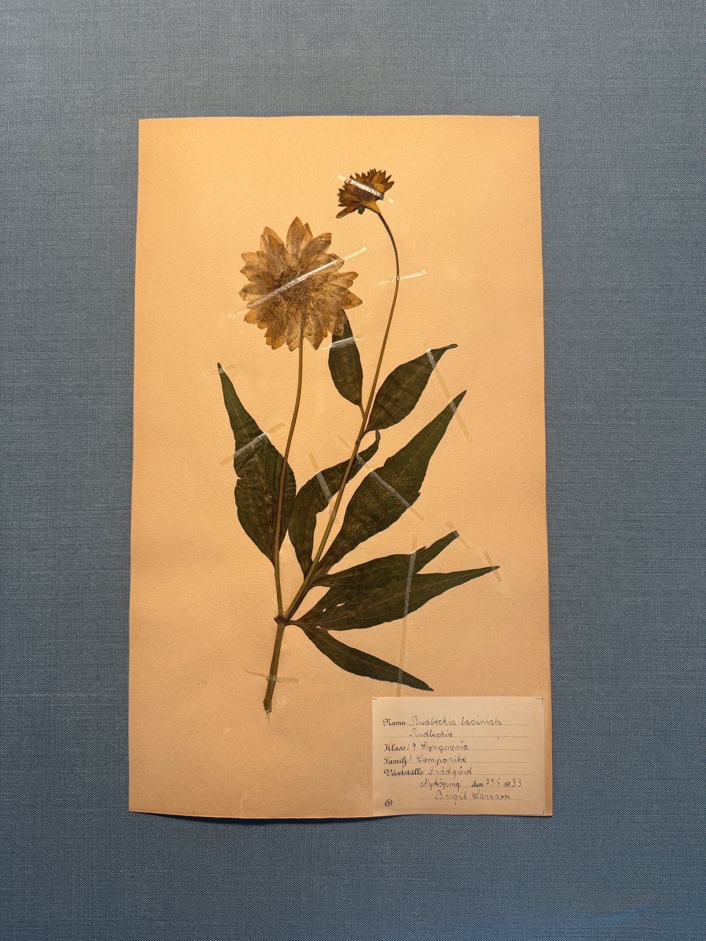Antique Herbarium Page - Black Eyed Susan