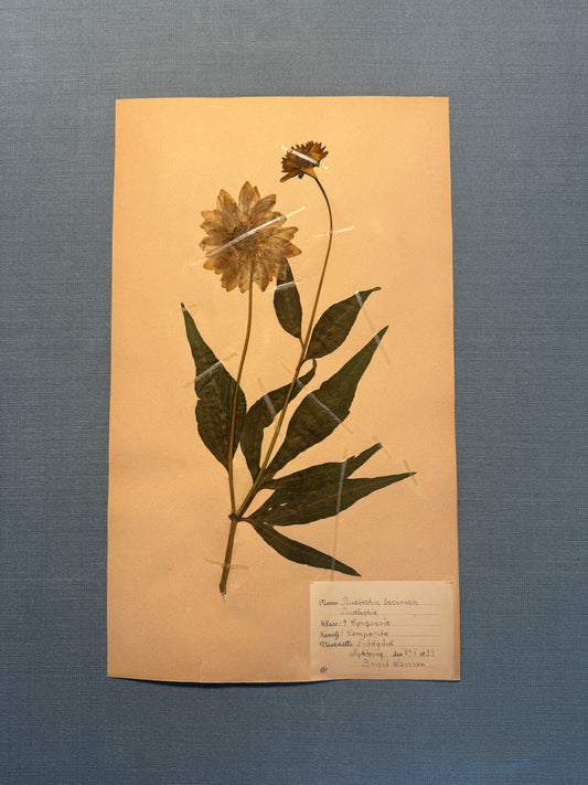 Antique Herbarium Page - Black Eyed Susan