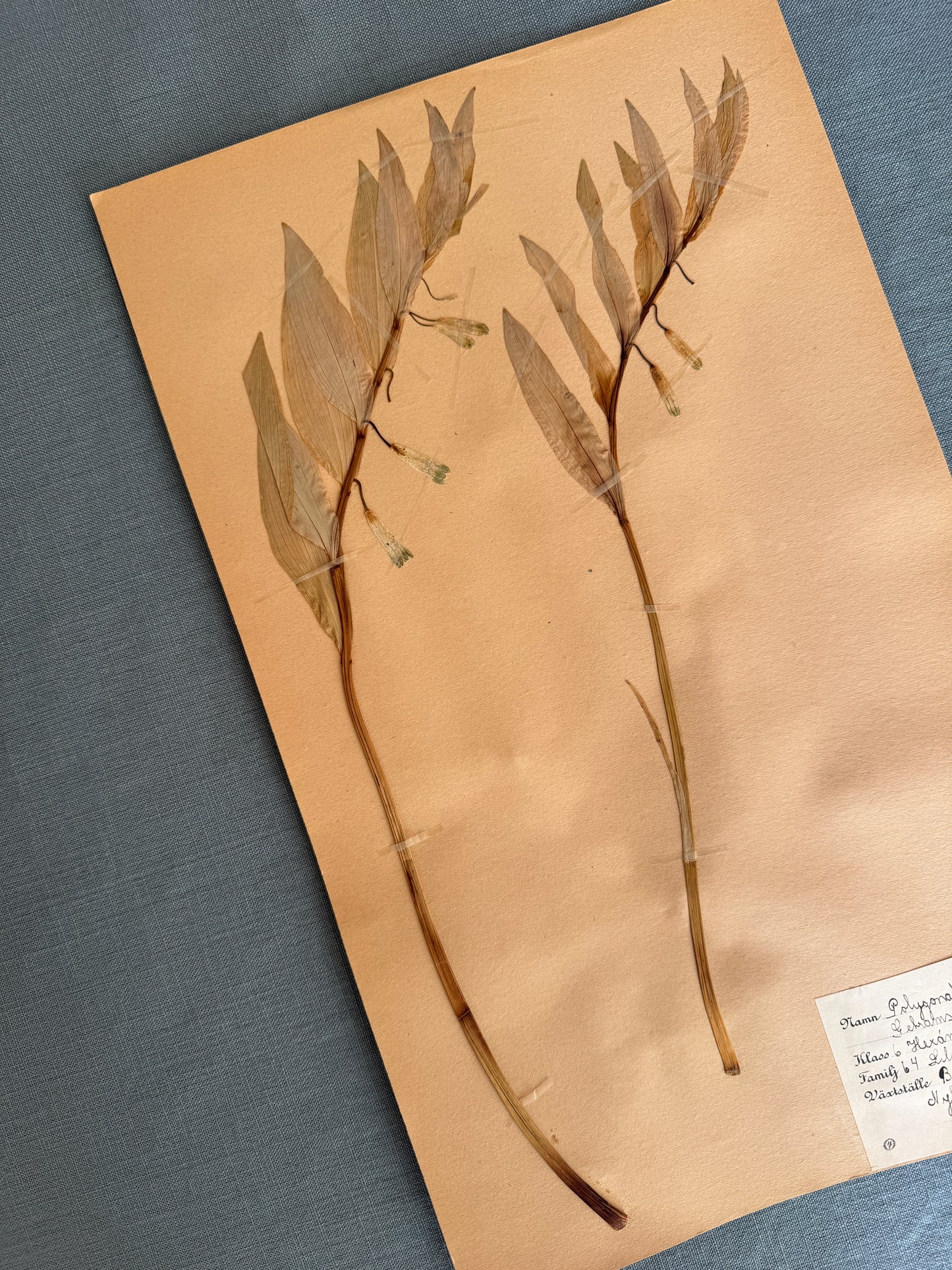 Antique Herbarium Page - Solomon’s Seal