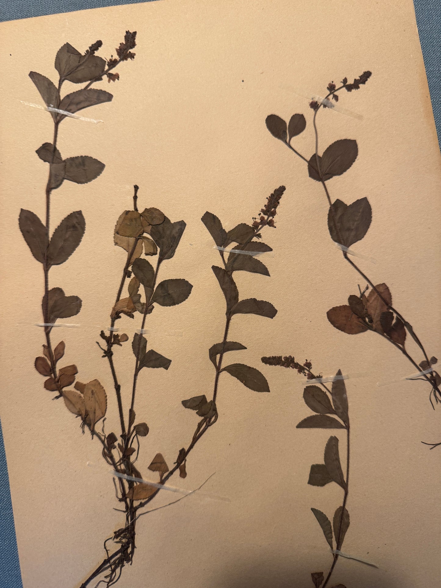 Antique Herbarium Page - Heath Speedwell