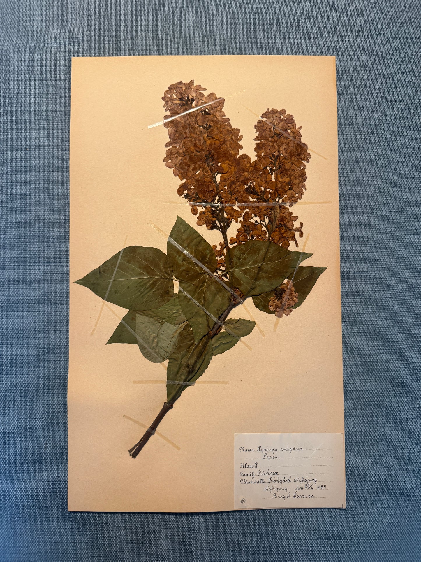 Antique Herbarium Page - Lilac