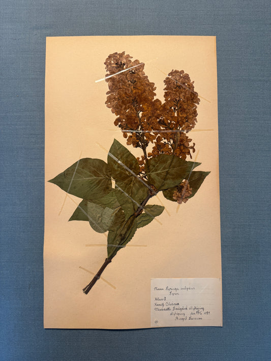 Antique Herbarium Page - Lilac