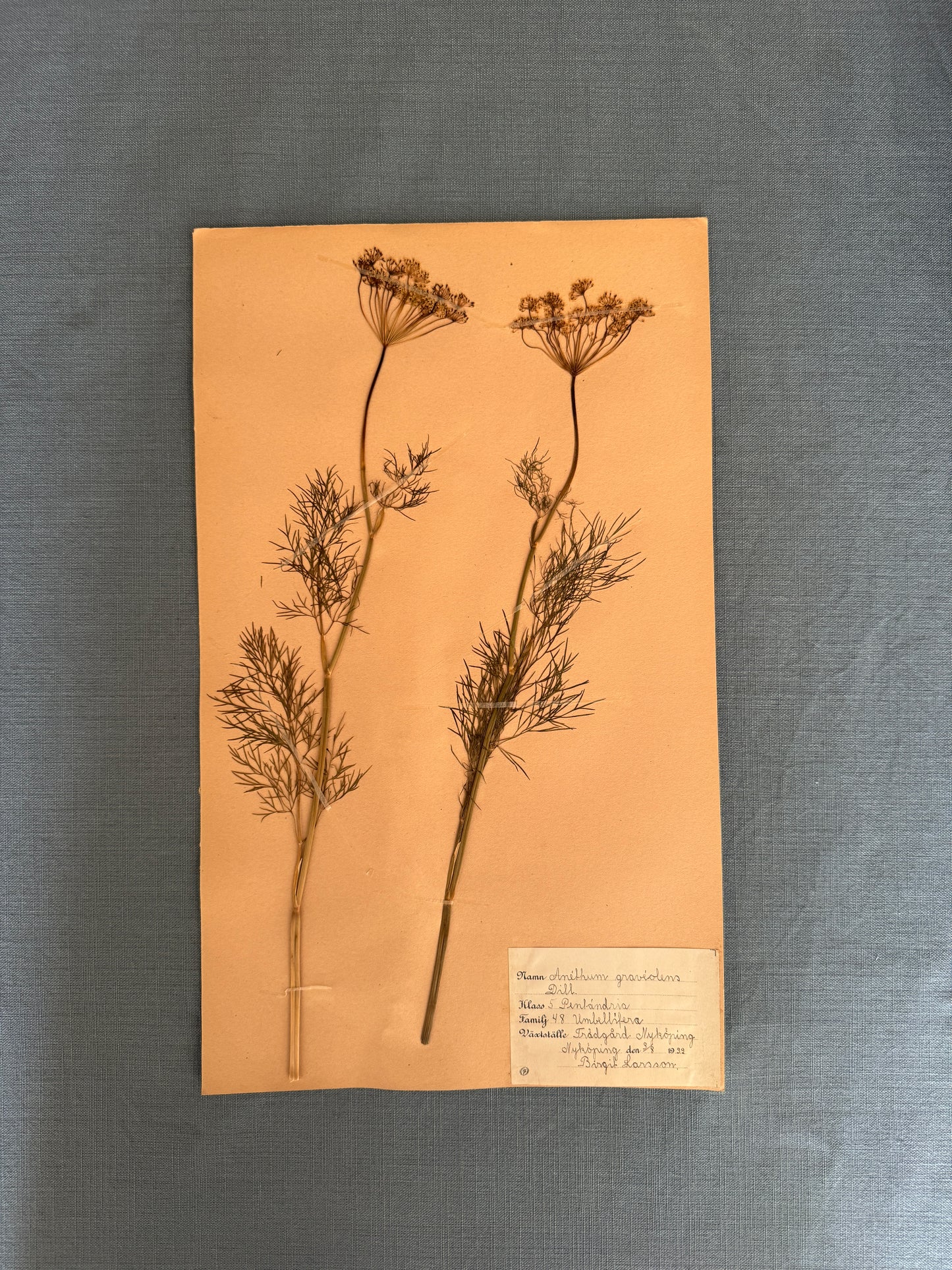 Antique Herbarium Page - Dill