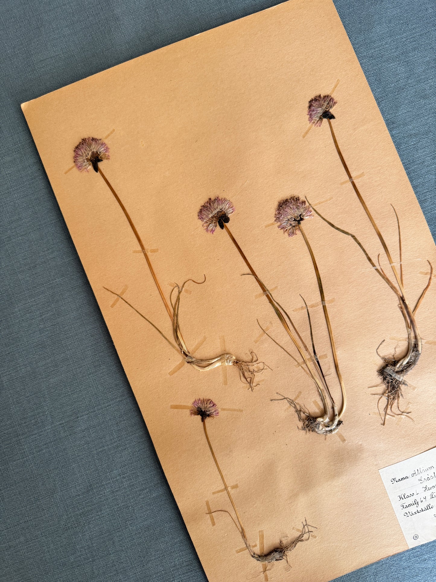 Antique Herbarium Page - Chives