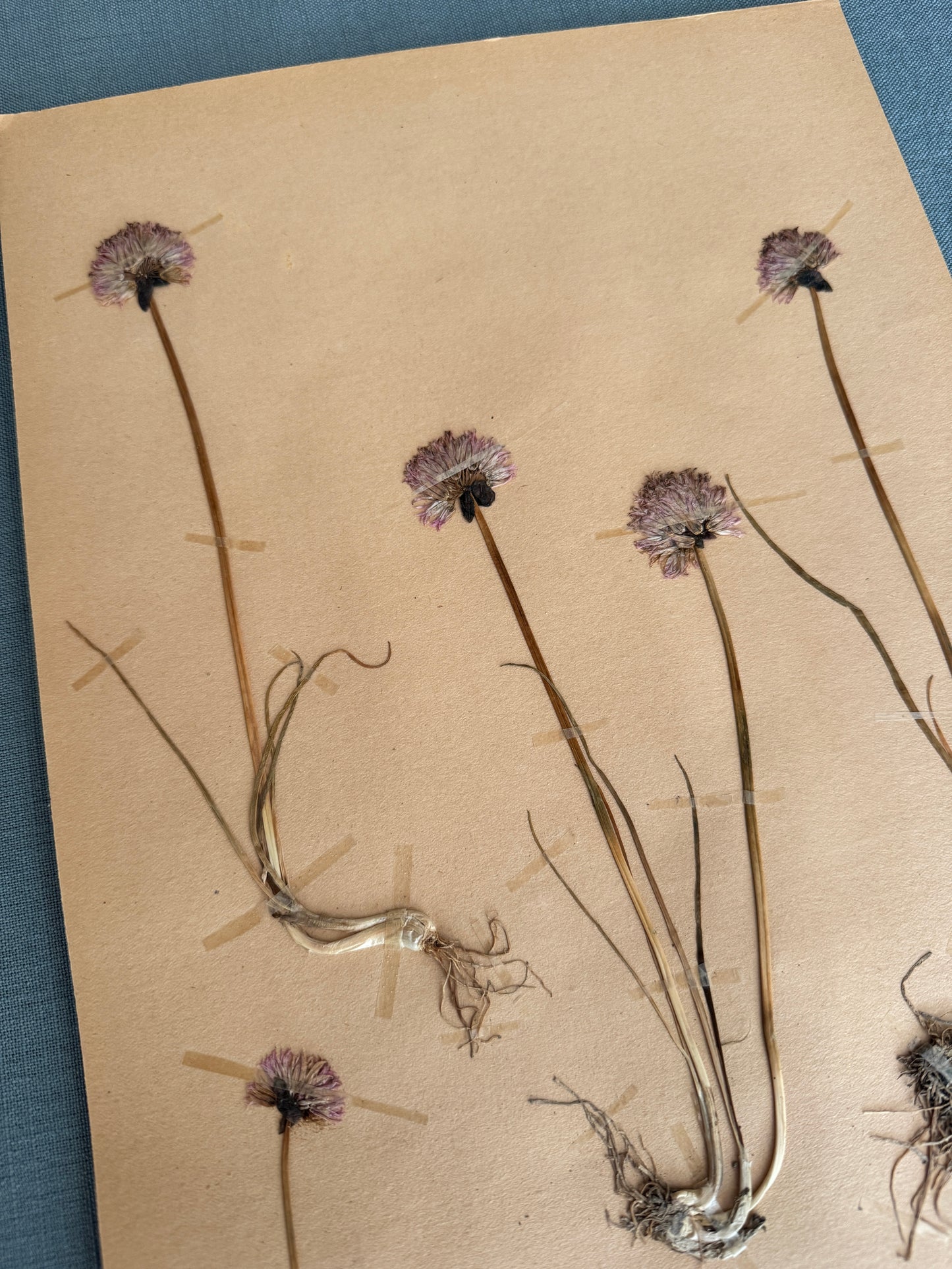 Antique Herbarium Page - Chives
