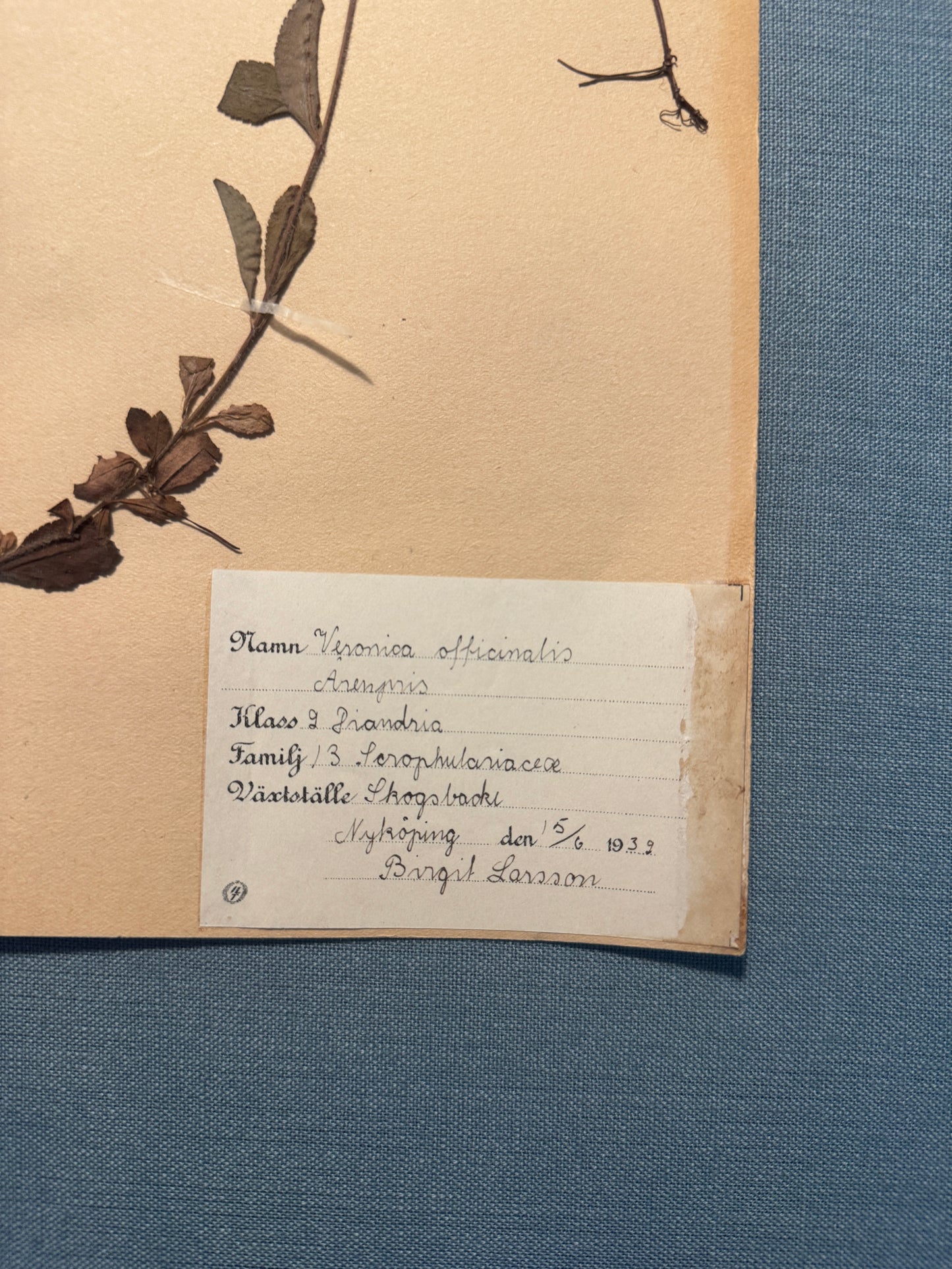 Antique Herbarium Page - Heath Speedwell