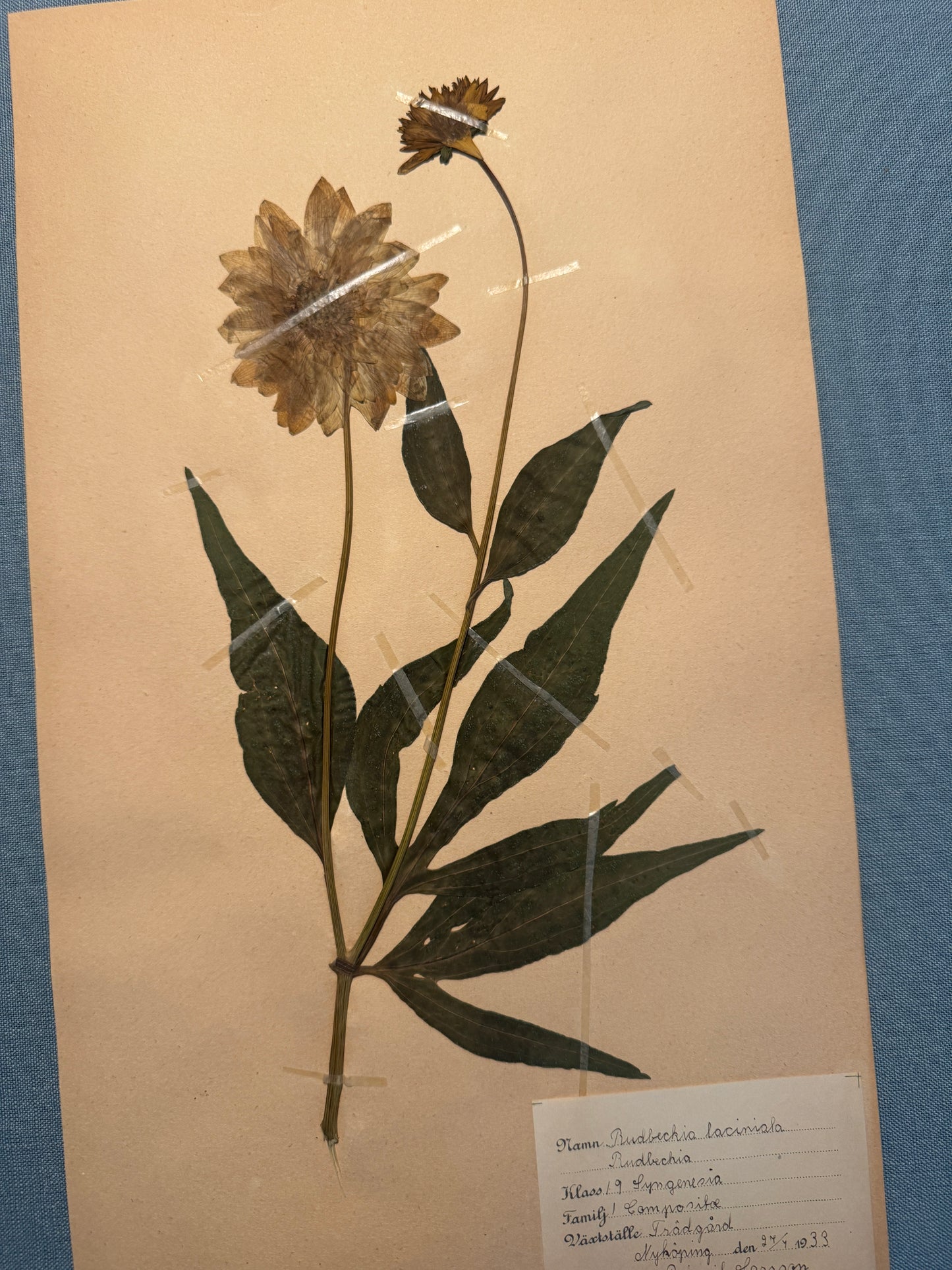 Antique Herbarium Page - Black Eyed Susan