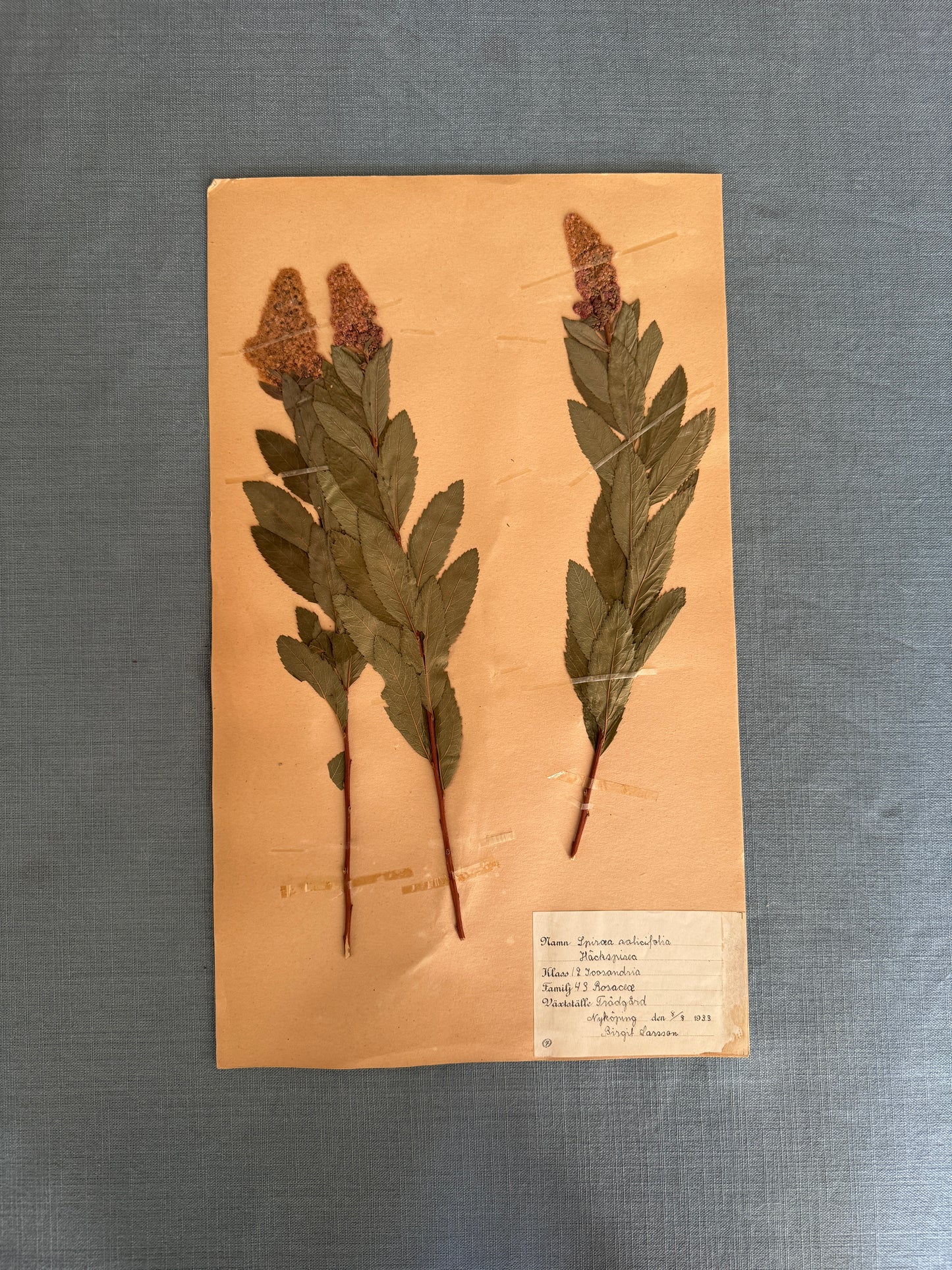 Antique Herbarium Page - Bridewort