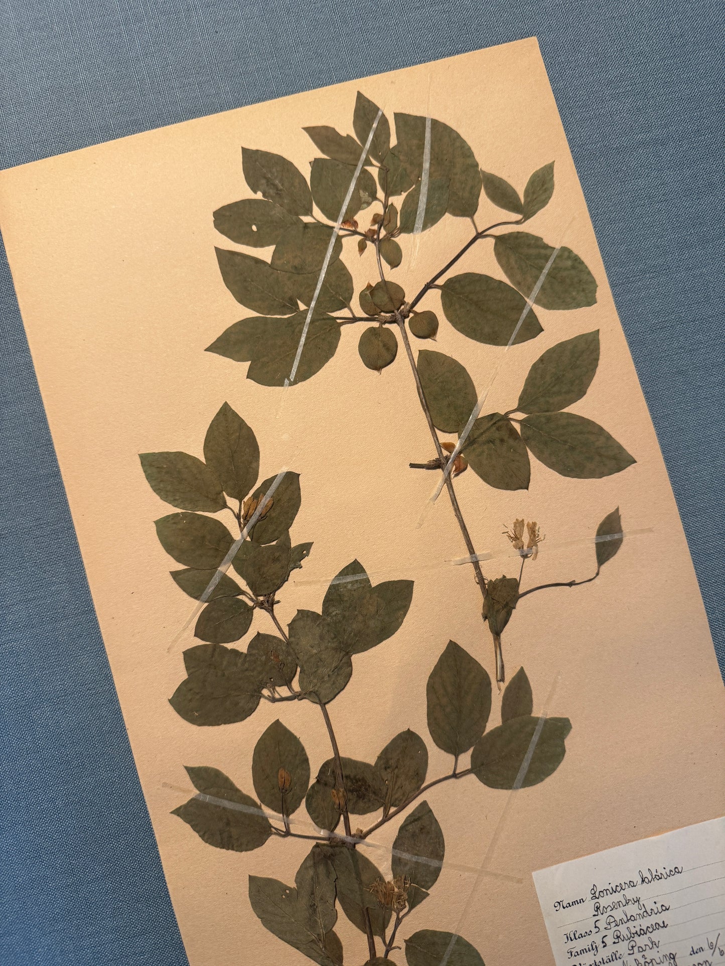 Antique Herbarium Page - Honeysuckle