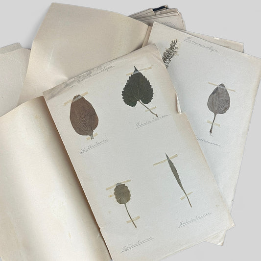Collection of 8 Pressed Leaf Botanical Herbariums