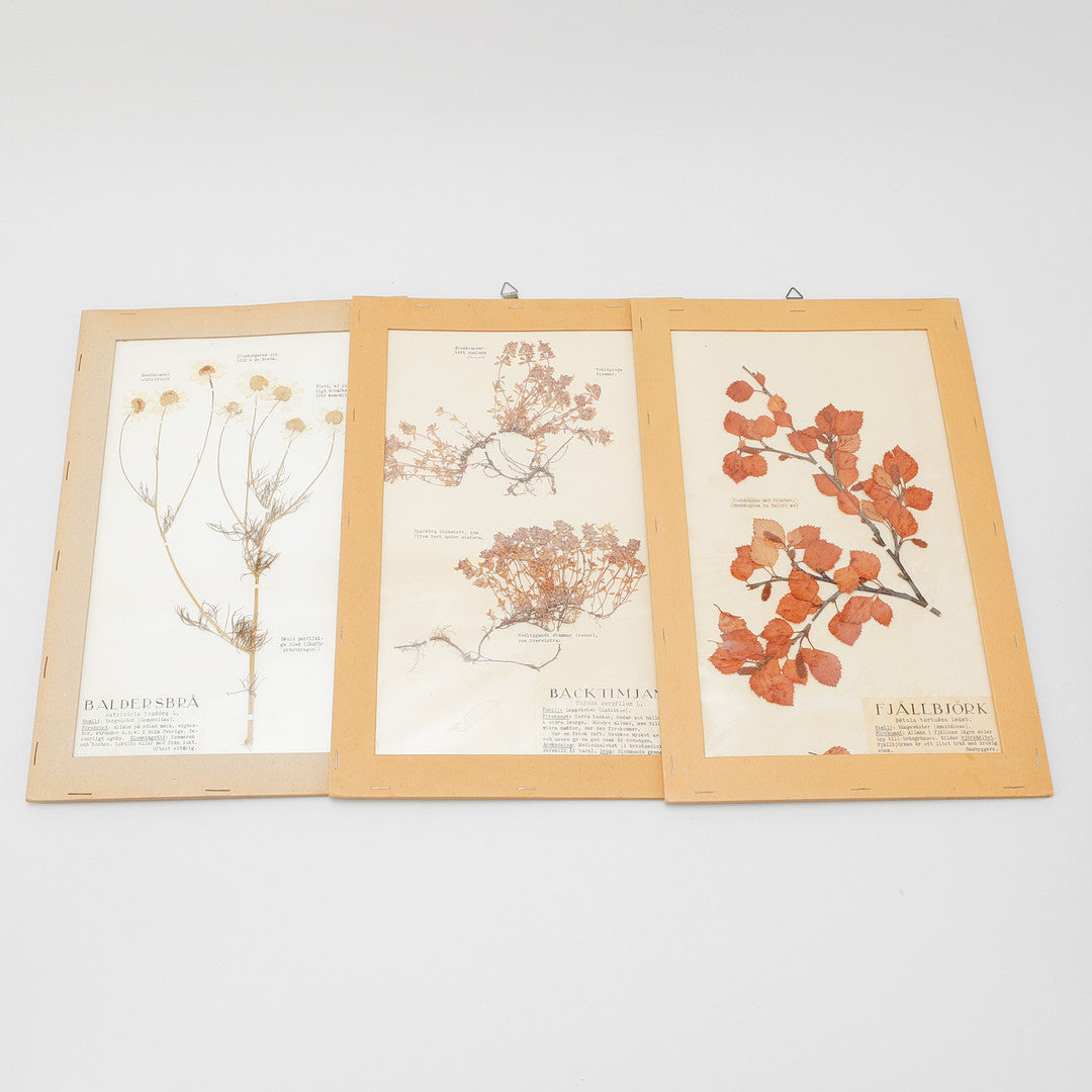 Collection of 20th Century Herbariums