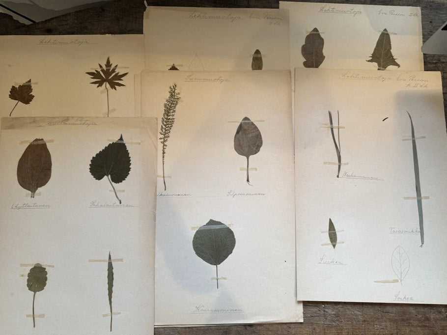 Collection of 8 Pressed Leaf Botanical Herbariums