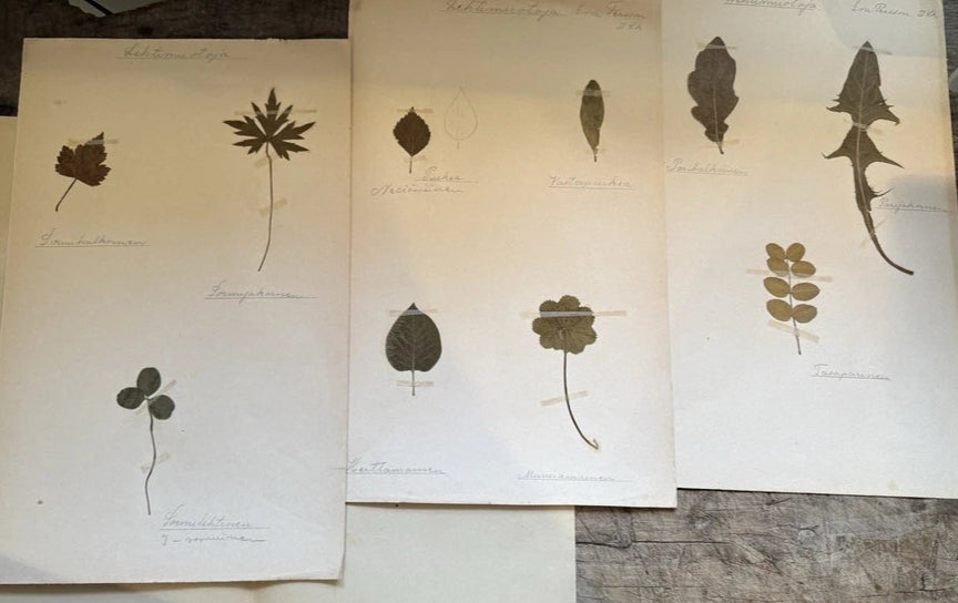 Collection of 8 Pressed Leaf Botanical Herbariums